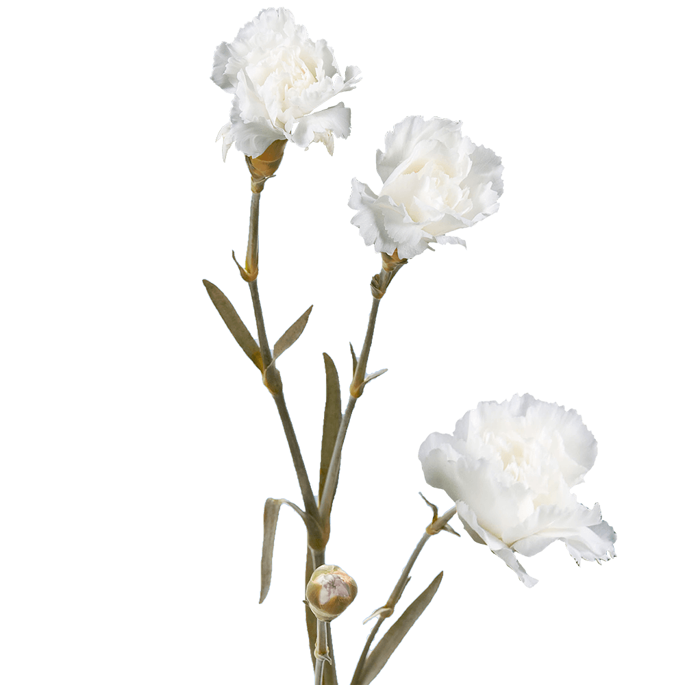 Cheap White Spray Carnation Flowers
