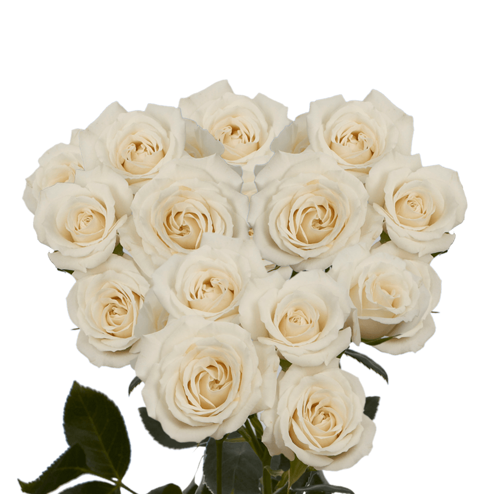 Cheap White/Cream Spray Roses