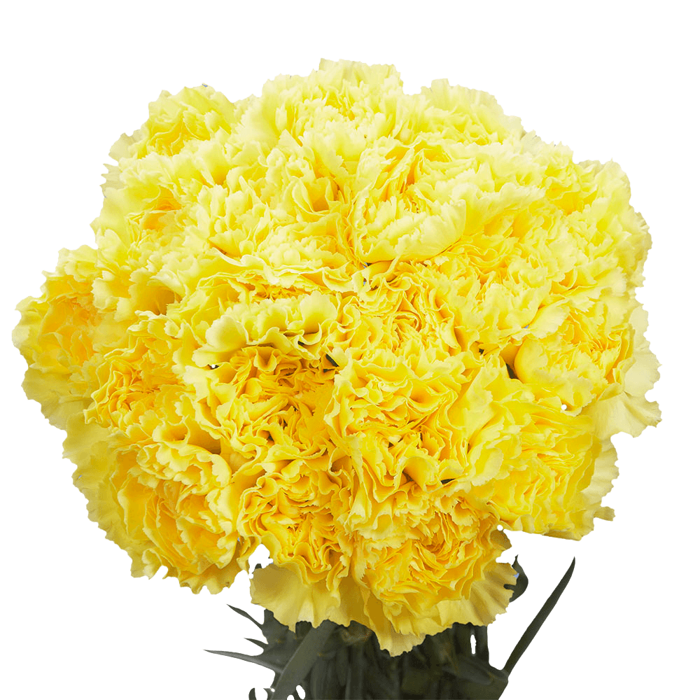 Cheap Yellow Carnations