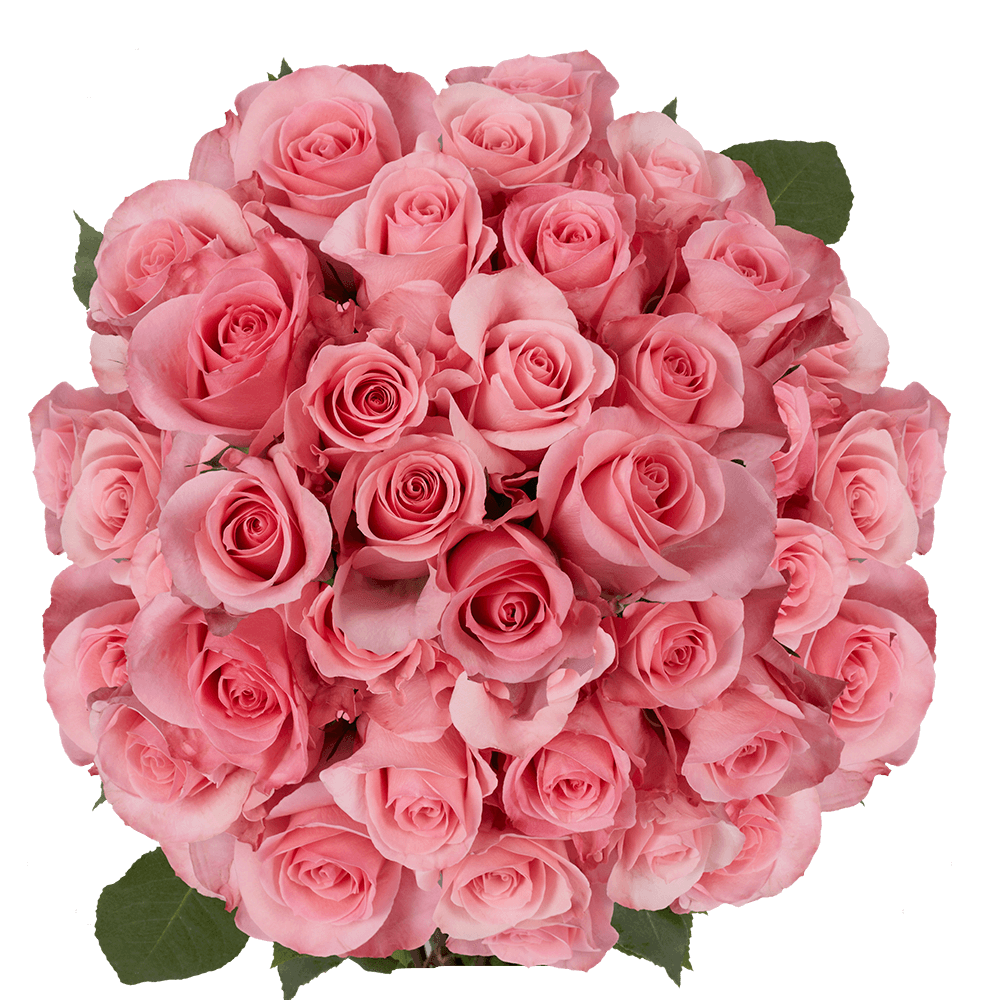 Cheapest Pink Roses Wholesale Prices