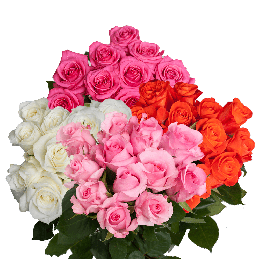 Cheapest Your Choice of Dozen Color Roses