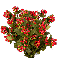 Qty of Cherry Hypericum Flowers For Delivery to Alpena, Michigan