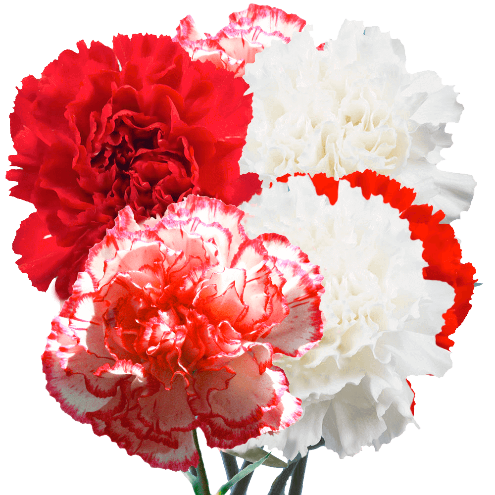 Qty of Christmas Carnations For Delivery to Mechanicsburg, Pennsylvania