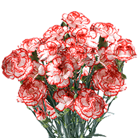 Qty of Christmas Spray Carnations For Delivery to El_Paso, Texas