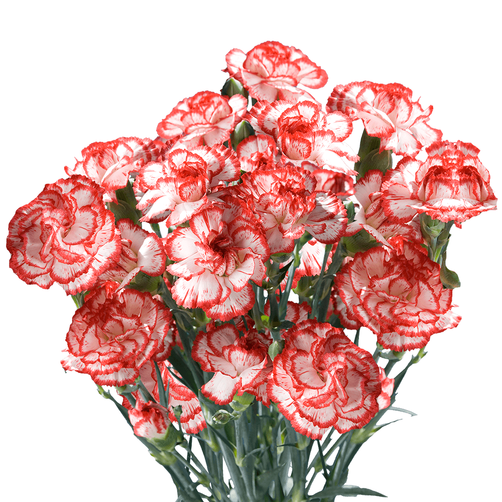 Qty of Christmas Spray Carnations For Delivery to Gilroy, California
