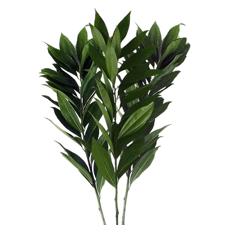 COCCULUS