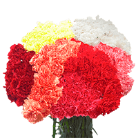 Qty of Assorted Carnations For Delivery to Laurel, Mississippi