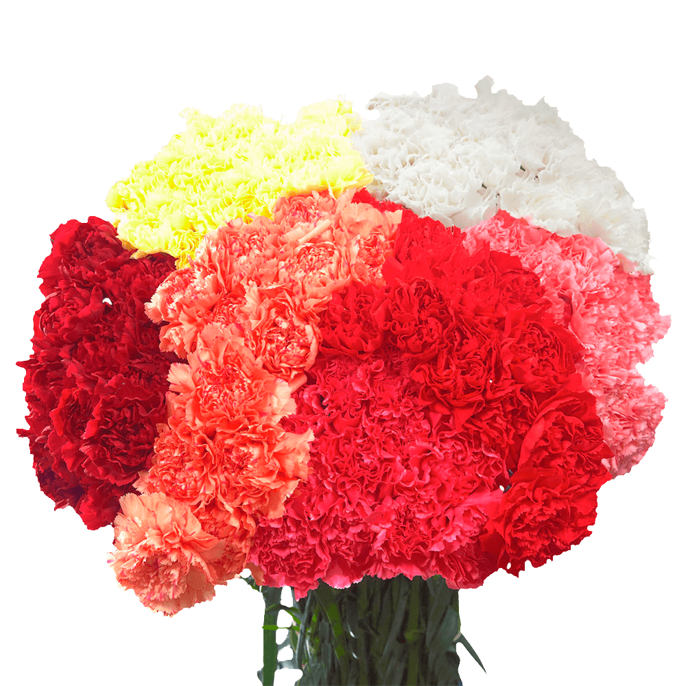 Qty of Assorted Carnations For Delivery to Southbury, Connecticut