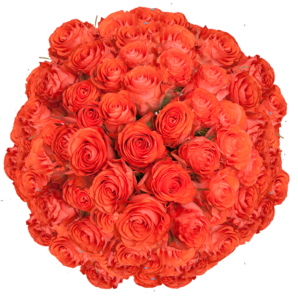 Coral Colored Roses Show Girl Rose Flowers