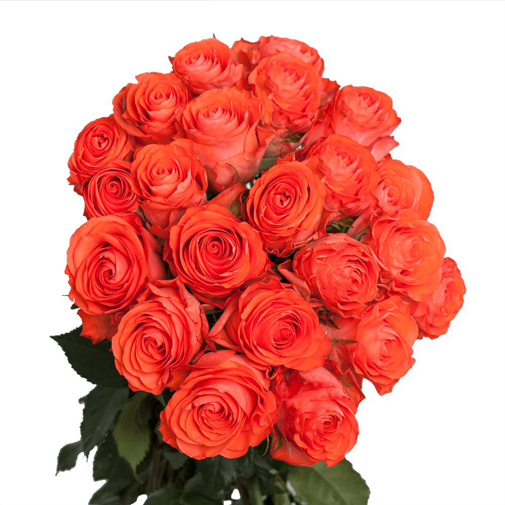 Coral Colored Roses Show Girl Rose Variety