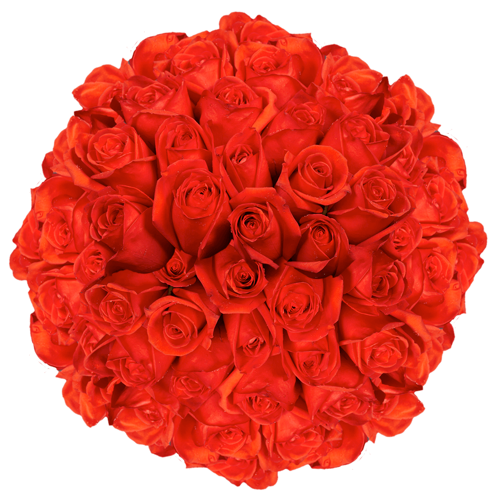 Coral Orange Roses Flowers