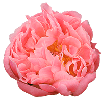 (OC) Coral Supreme Peonies 50 Stems For Delivery to Troy, New_York