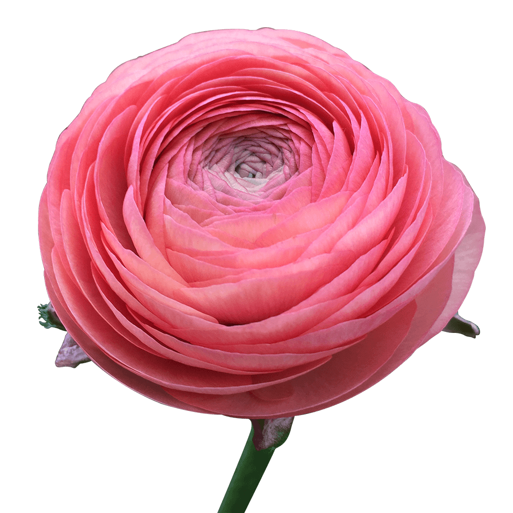 Coral Ranunculus Beautiful Flowers For Sale