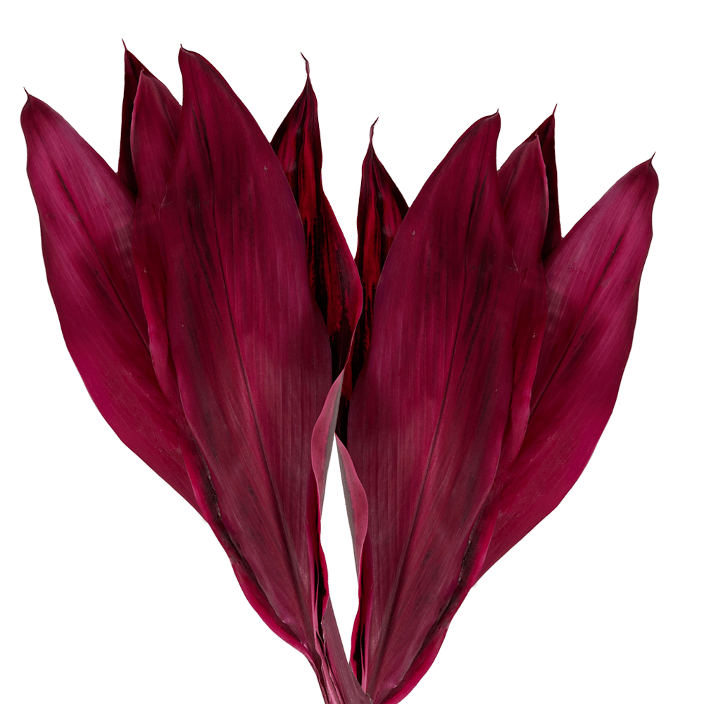 Cordyline leaf Fucsia 300 Stems