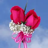 2-cr-roses-dark-pink