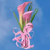 2-cr-minicalla-light-pink