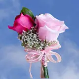 2-cr-roses-dark-pink-light-pink