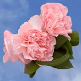 2-cr-carn-pink