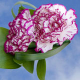 2-cr-carn-white-purple