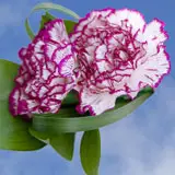 2-cr-carn-white-purple