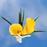 2-cr-minicalla-yellow