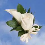 2-cr-rose-call-and-rose-ivory