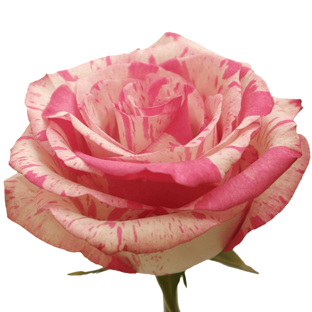Rose Magic Times 50 to 250 Stems For Delivery to Rutland, Vermont