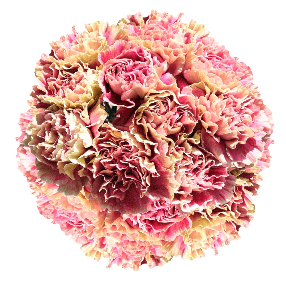 Cream Pink Carnations for Flowers Centerpieces