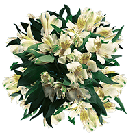 Qty of Creme Alstroemeria Flowers For Delivery to Mcalester, Oklahoma