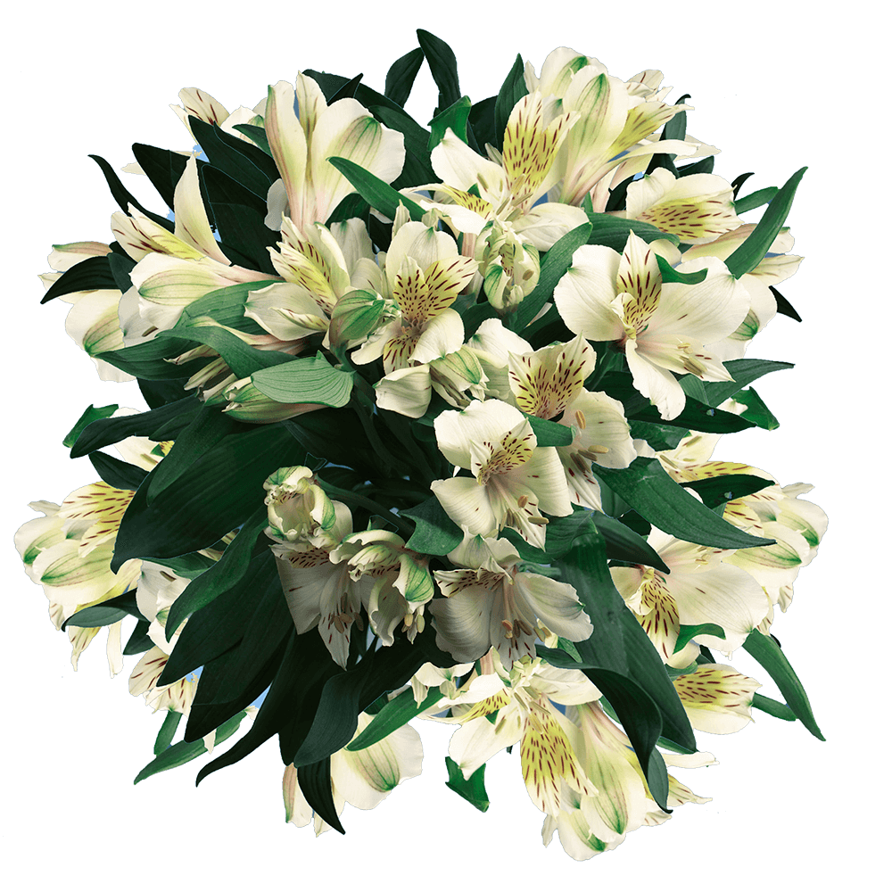 Qty of Creme Alstroemeria Flowers For Delivery to Malden, Massachusetts