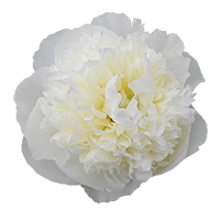 (OC) Duchesse De Nemours Peonies 40 Stems For Delivery to Waterford, Michigan