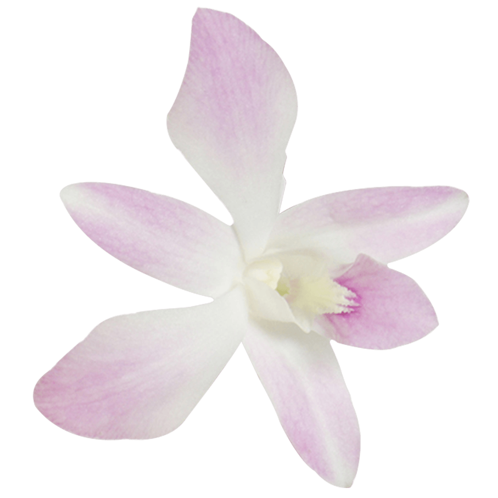 Cut Orchids Dendrobium Orchids White Pink Colors