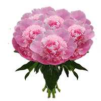 (HB) Mon Jules Elie Peonies 140 Stems For Delivery to Hawaii