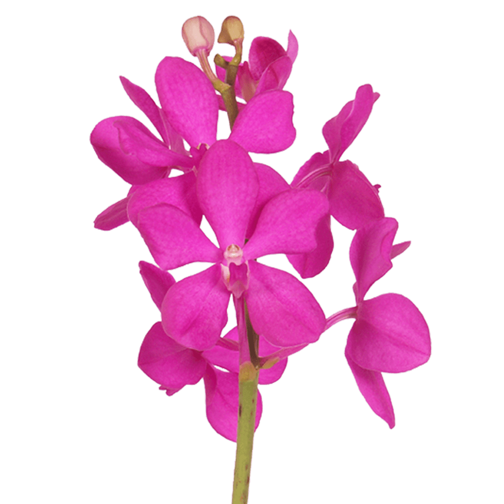 Cut Pink Orchids Wholesale for Orchid Leis and Centerpieces