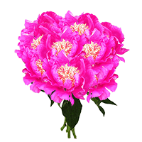 (QB) Doreen Peonies 60 Stems For Delivery to Fort_Smith, Arkansas