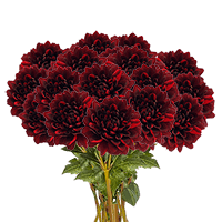 (QB) Dahlias Chocolate 12 Bunches For Delivery to Akron, Ohio