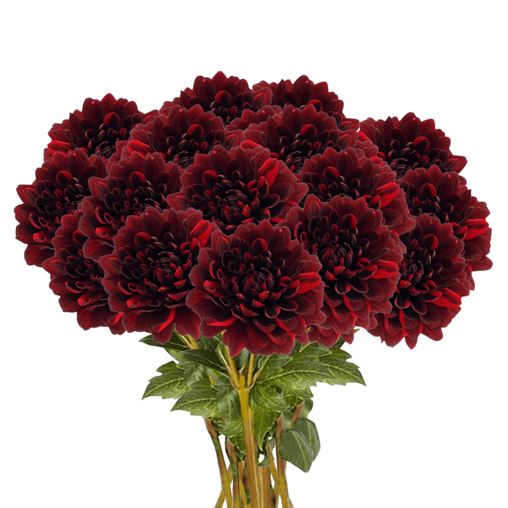 (QB) Dahlias Chocolate 12 Bunches For Delivery to Danbury, Connecticut