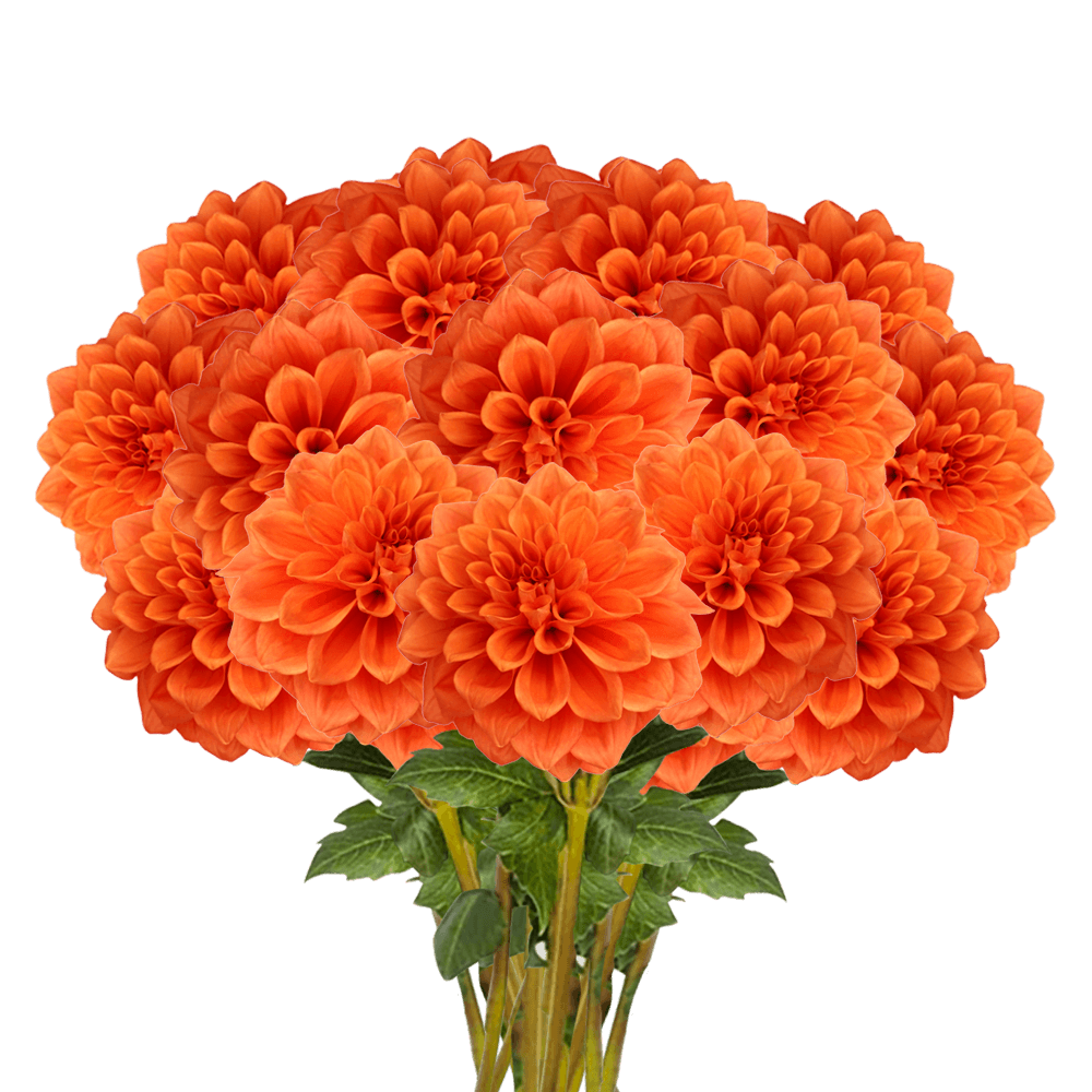 (QB) Dahlias Orange Stone 12 Bunches For Delivery to Newton, New_Jersey