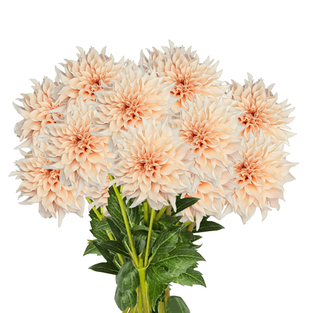 (QB) Dahlias Cafe Au Lait 12 Bunches For Delivery to Williamsport, Pennsylvania