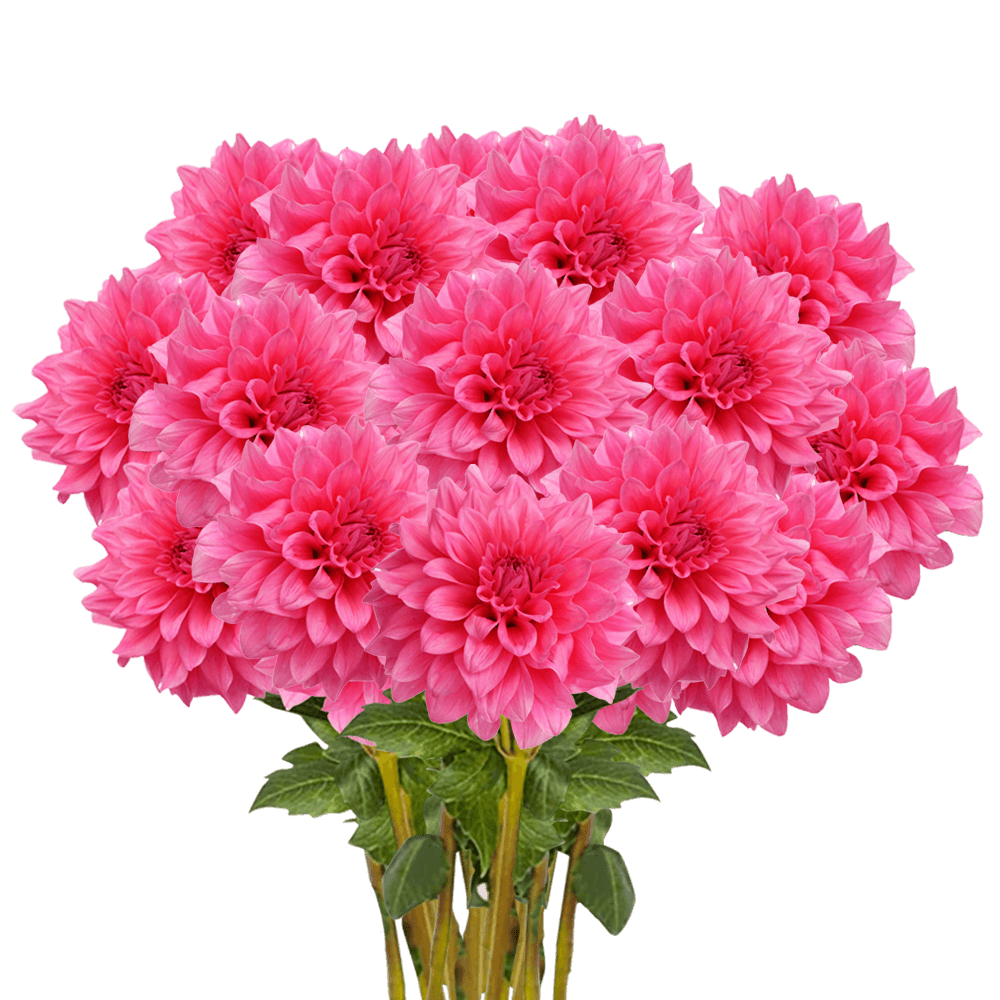 (QB) Dahlias Pink Quartz 12 Bunches For Delivery to Bowling_Green, Kentucky