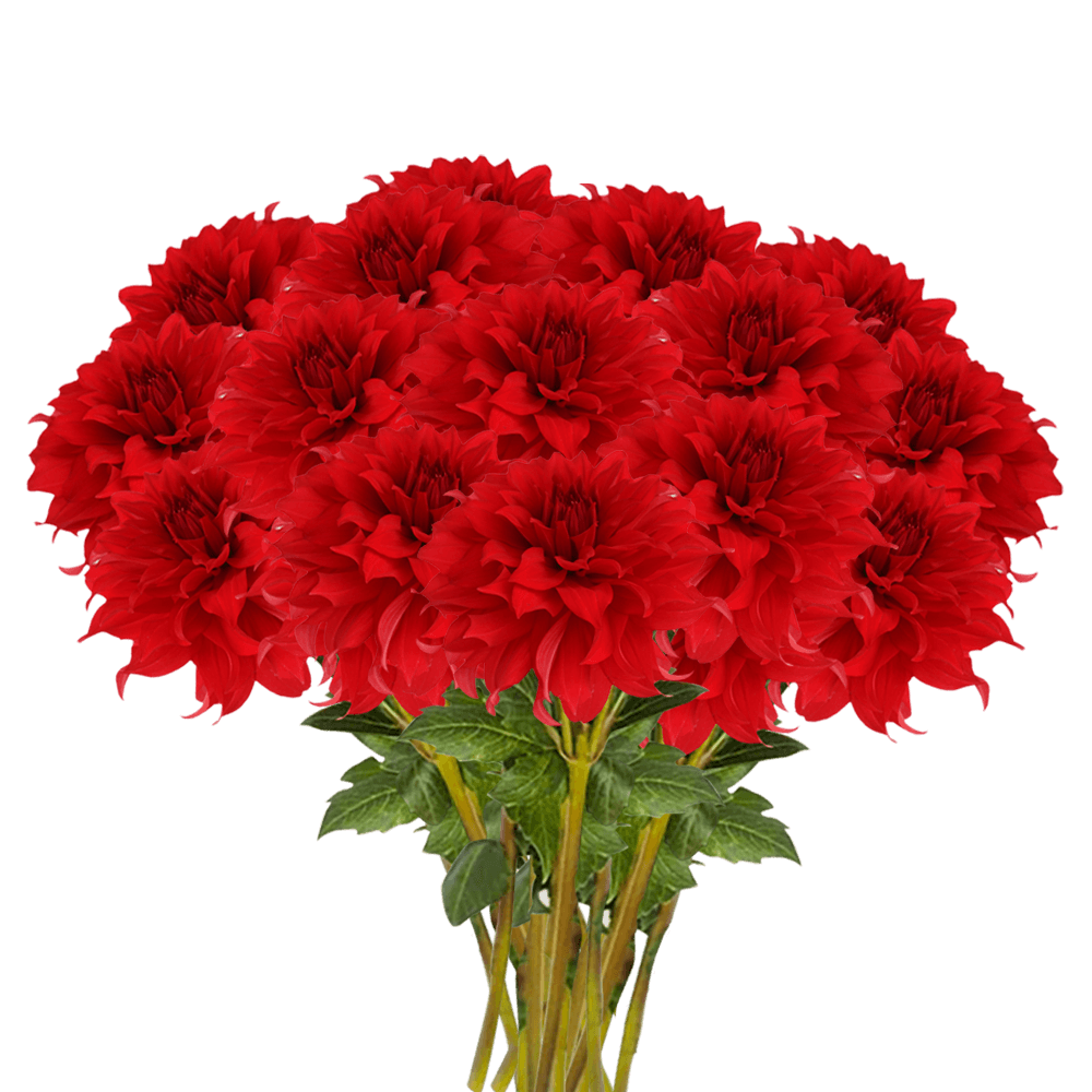 (QB) Dahlias Garnet 12 Bunches For Delivery to Hollister, California
