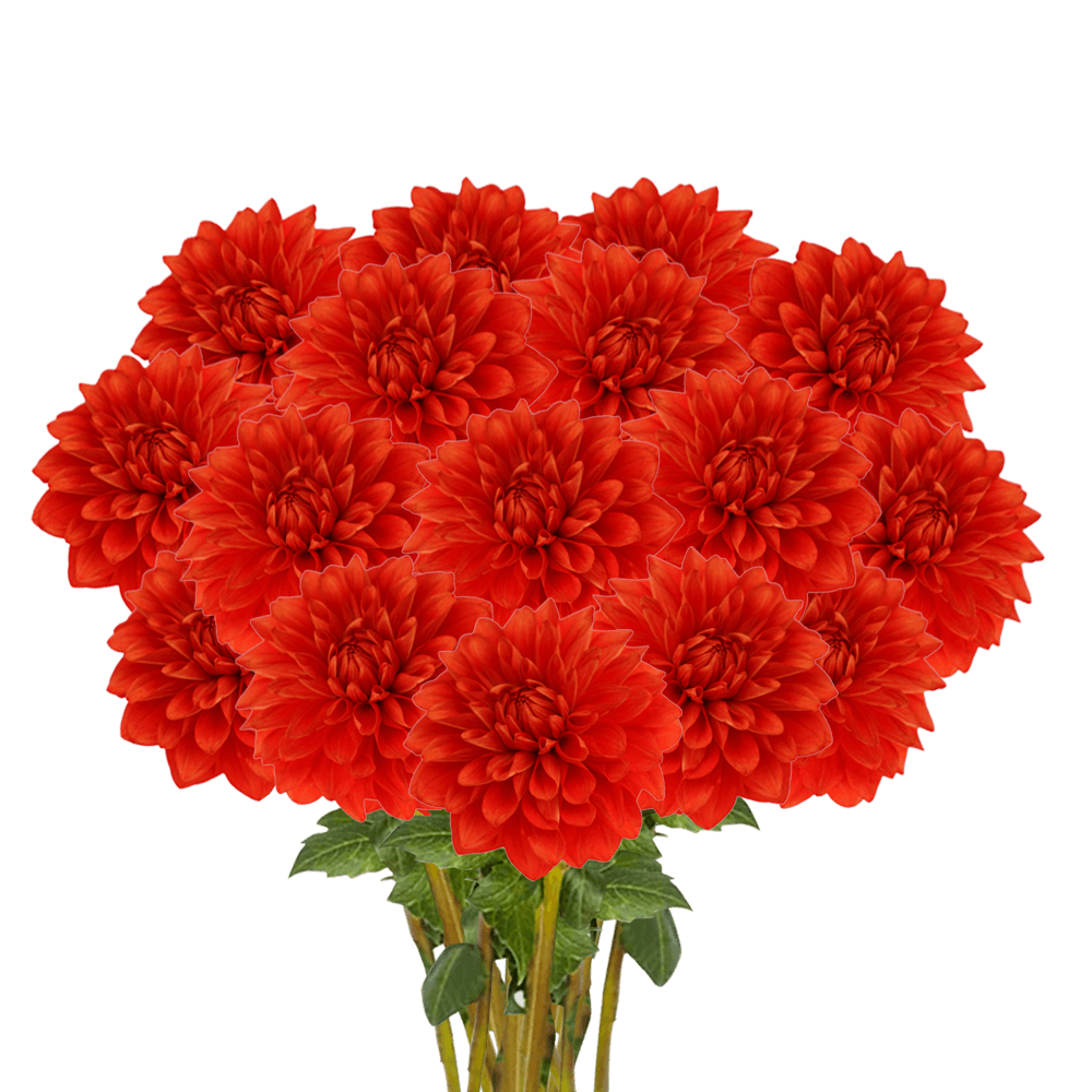 (QB) Dahlias Red Stone 12 Bunches For Delivery to Belleville, New_Jersey