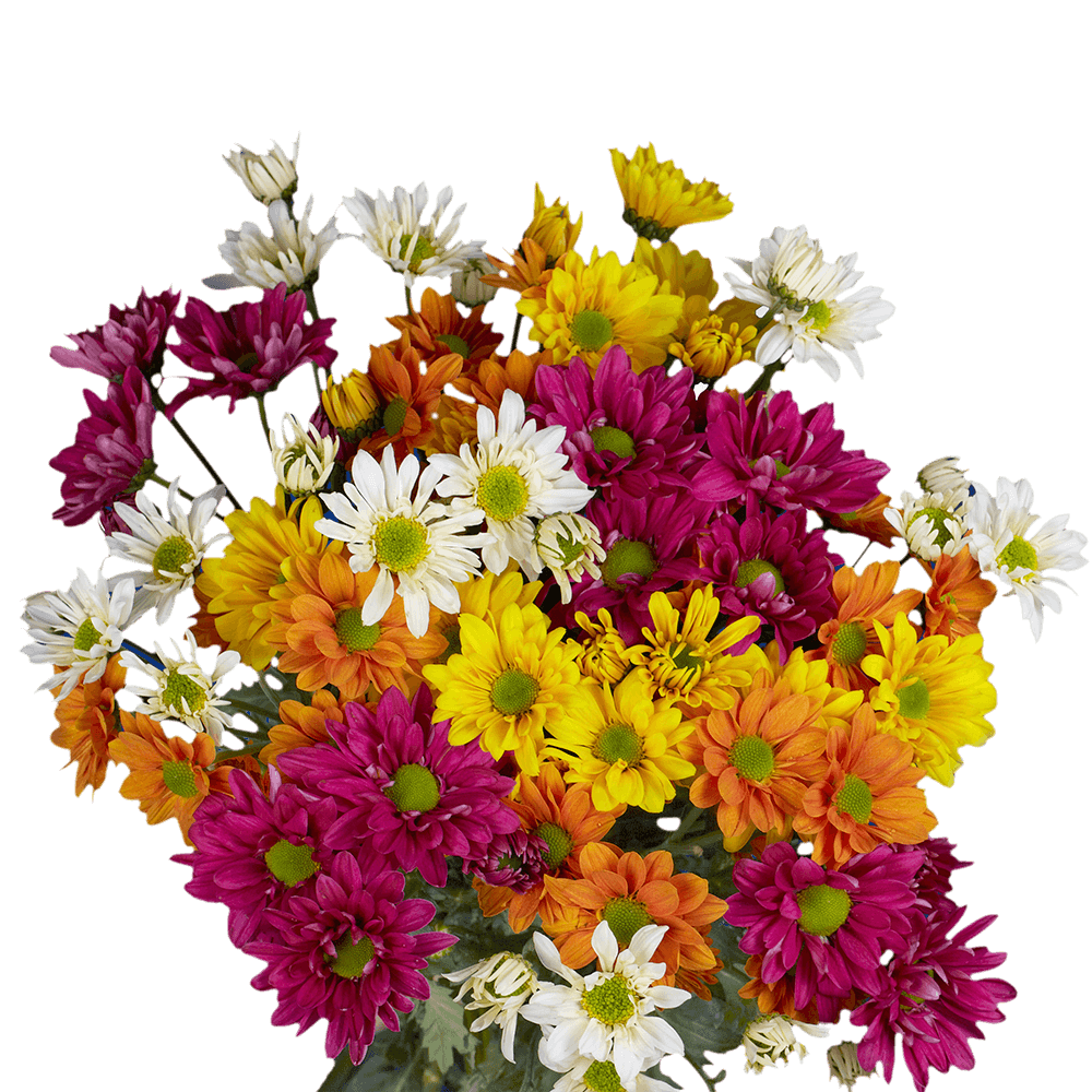 Daisy Pom Poms Bouquet Flowers