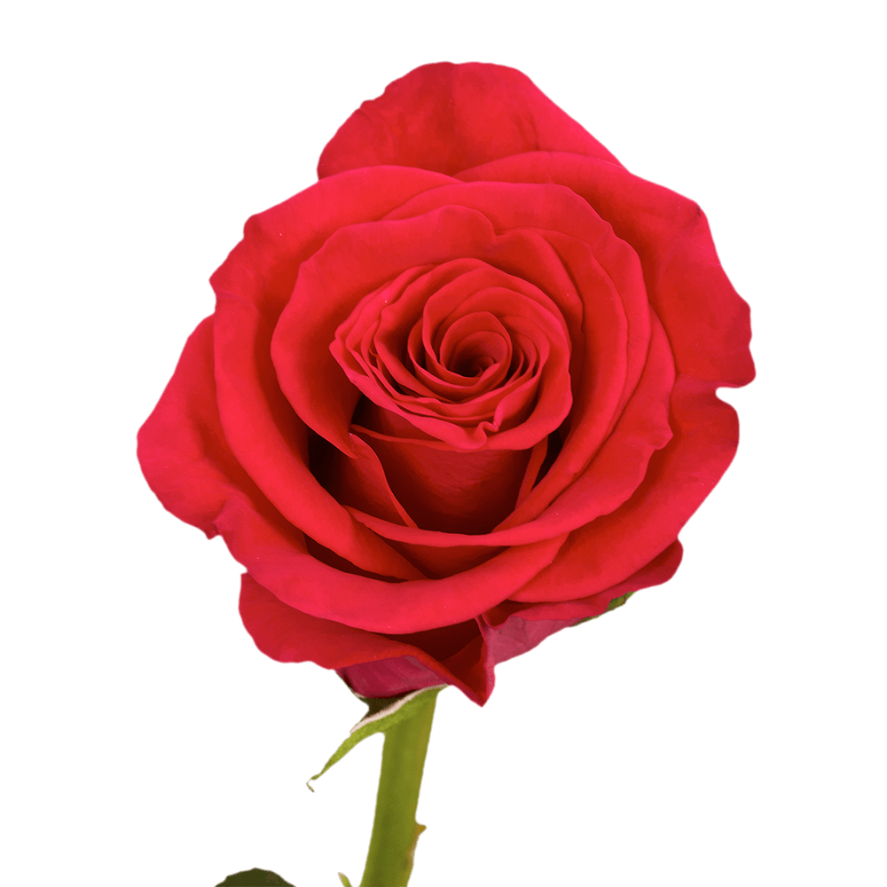 Qty of Wild One Roses For Delivery to Faqs.Html, Colorado