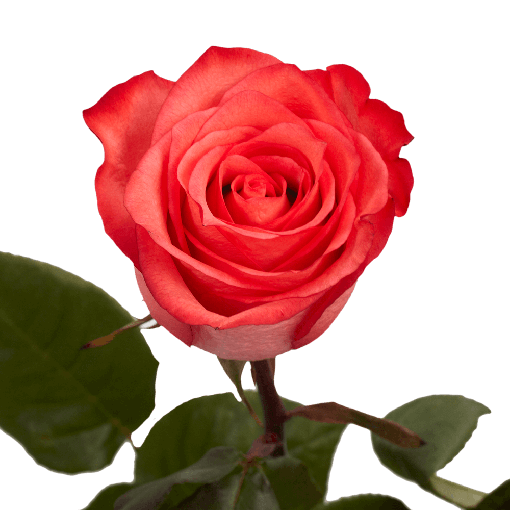 Qty of High and Blooming Roses For Delivery to Faqs.Html, North_Carolina