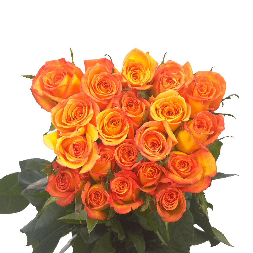 Dark Orange Roses Flowers