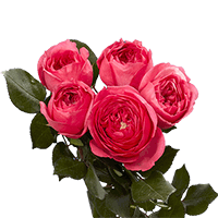 (QB) Garden Roses Baronesse Dark Pink For Delivery to New_Jersey