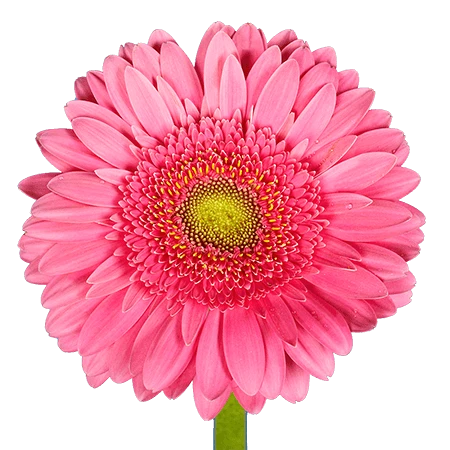 DARKPINK