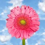 GET-DARKPINK