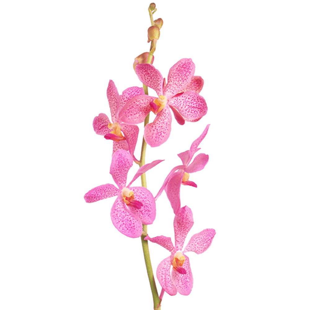 Dark Pink Orchid Cheapest Flowers For Sale Online